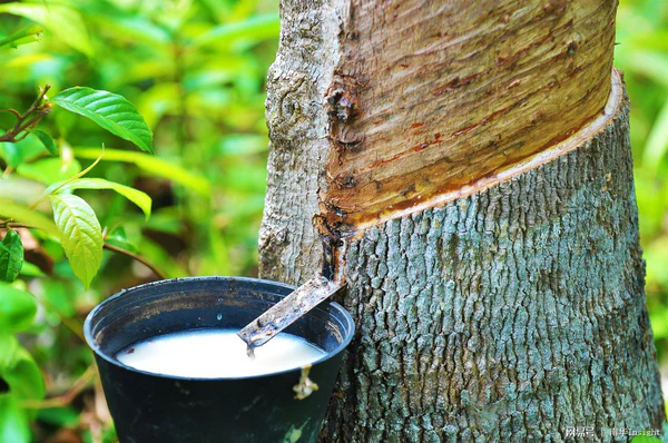 Rubber processors urge government to regulate raw rubber exports