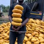 Police intercept truck loaded with 4,000 parcels of suspected carcotics at Dambai