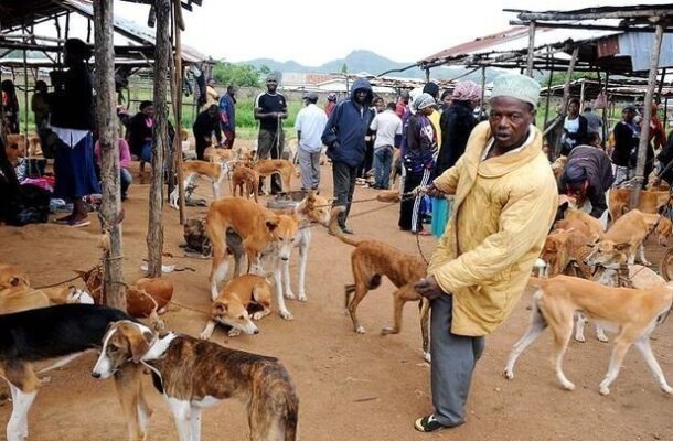 Dr. Apaak brushes aside criticism of dog and cat meat consumption