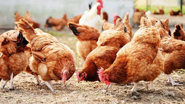 Saudi Arabia bans poultry imports from Ghana and 39 other countries
