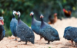 Prof.  Iddriss calls for targeted policies to revive Guinea Fowl subsector