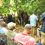 Akufo-Addo didn’t cut cocoa price even during COVID - Farmers cry out