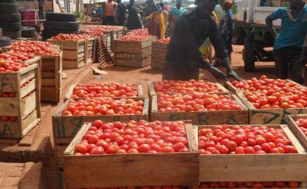 World Bank steps in with $20m support over tomato supply crisis after Sahel attack