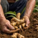 Ginger Traders urge government action over rising prices