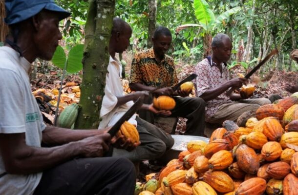 Ghana records over $3 billion in exports as cocoa processing drives industrial shift